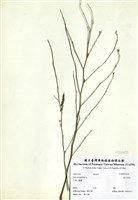 藏品(金午時花)的圖片